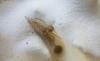 Philodromus sp.